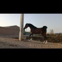 اسب|اسب و تجهیزات اسب‌سواری|بادرود, |دیوار