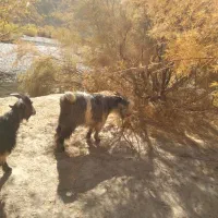 دوبر، بزغاله|حیوانات مزرعه|فریدونشهر, |دیوار