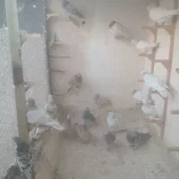 کبوتر فروشی