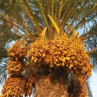 بریدن نخل در منزل