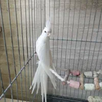 جفت مولد عروس هلندی