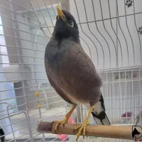 مرغ مینا گم شده