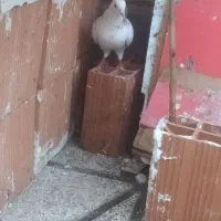 کبوتر|پرنده|سرخنکلاته, |دیوار