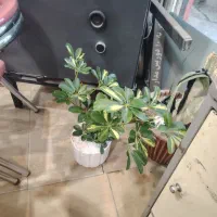 گل فروشی|گل و گیاه طبیعی|نیشابور, میدان حافظ|دیوار