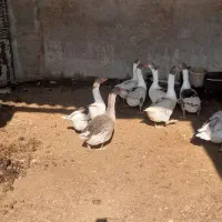 غاز بالغ و جوان و چاق