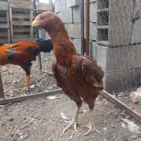 مرغ لاری|حیوانات مزرعه|مزرعه کتول, |دیوار