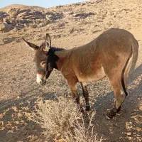 خر جوان ماده|حیوانات مزرعه|شیراز, گل سرخ|دیوار