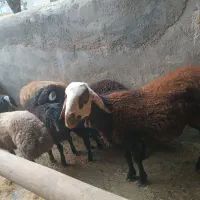 معاوضه بره با پراید