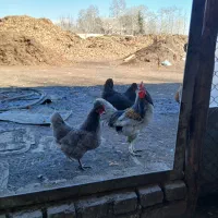 تخم مرغ ایسبار|حیوانات مزرعه|مشکین‌دشت, |دیوار