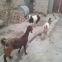 سدوشمگیر اسلام آباد بالا|حیوانات مزرعه|انبارآلوم, |دیوار