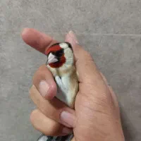 دورگ سرسیاه