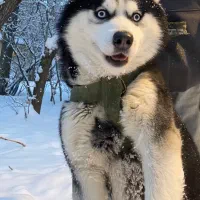 هاسکی نر جهت جفت گیری با هاسکی ماده شما