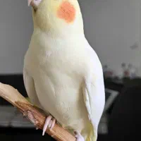 عروس هلندی ( جفت مولد کار داده )