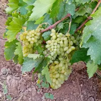 فروش ۵ تن انگور عسگری بی دانه