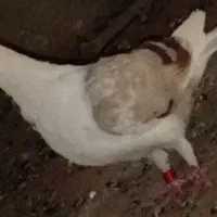 کبوتر گمشده