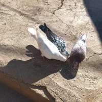 ماده کبوتر شرطی پرشی|پرنده|کوهدشت, |دیوار