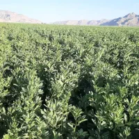 بذر باقلا رقم برکت یکتا بذر|عمده‌فروشی|ششده و قره بلاغ, |دیوار