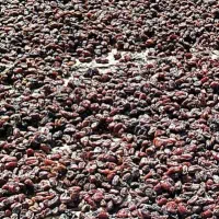 خرمای کبکاب|خوردنی و آشامیدنی|آبپخش, |دیوار