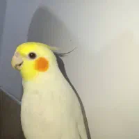 فروش پرنده عروس هلندی نر