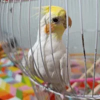 دو عدد عروس هلندی نر