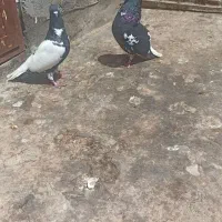 کبوترابلغ