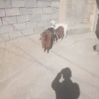 بزغاله نر ۲۷۵ بزغاله ماده ۲۴۵|حیوانات مزرعه|بیرجند, |دیوار