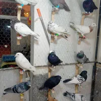 کبوتر چخ جدید رسید|پرنده|گلبهار, شهر جدید گلبهار|دیوار