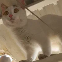 گربه ی گم شده