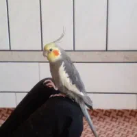 عروس هلندی دستی