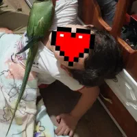 شاه طوطی ملنگو نر بالغ