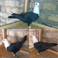 کله سفید یقه هفتی سرو تیپ روزگاری