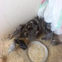 جوجه مرغ مصری سه ماهه