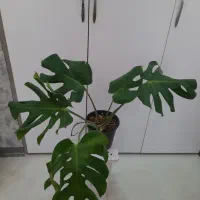 طبیعت را به خانه بباورید|گل و گیاه طبیعی|اهواز, ۳۰ متری|دیوار