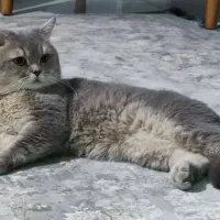 گربه نر برتیش جهت جفت گیری