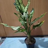 آگلونما برفی