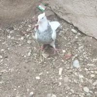 طوق الماسی ماده|پرنده|فسا, |دیوار