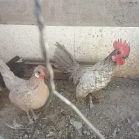 سیبرایت طوسی کمیاب