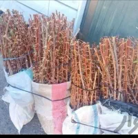 نهالستان زرشک