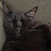 گربه تمام مشکی گمشده درشت جـُسهDSH