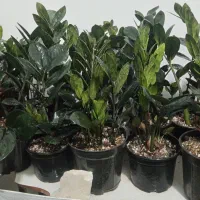 95 و95 و95 گلخونه گل|گل و گیاه طبیعی|سبزوار, امیریه|دیوار