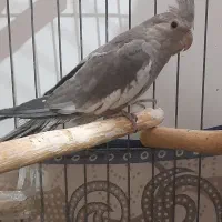 عروس هلندی وات فیس ۵ ماهه