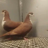 آلمانی و رنگی|پرنده|بیرجند, |دیوار