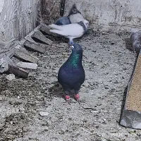 کبوتر در پرنده