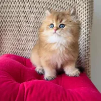 مجموعه گربه های اشرافی خاص ( پرشین بریتیش اسکاتیش)