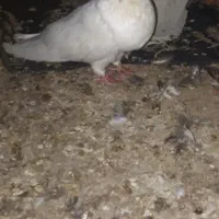 کبوتر