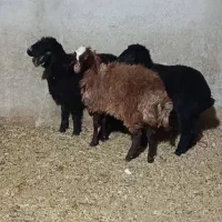 ۳ راس بره سبک|حیوانات مزرعه|پاکدشت, پاکدشت (مامازند)|دیوار