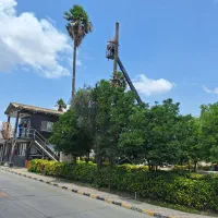 قتع درخت وحرس