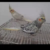 عروس هلندی