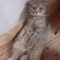 گربه اسکاتیش دبل فولد اصیل پسر