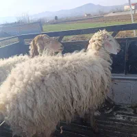 فوری|حیوانات مزرعه|گرمخان, |دیوار